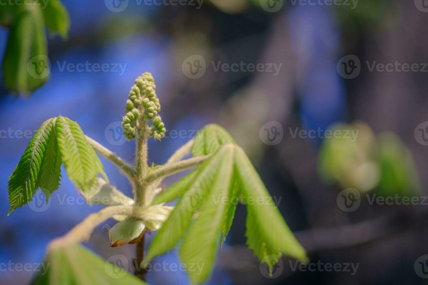 Young leaves and flower buds of horse chestnut in May in spring. photo