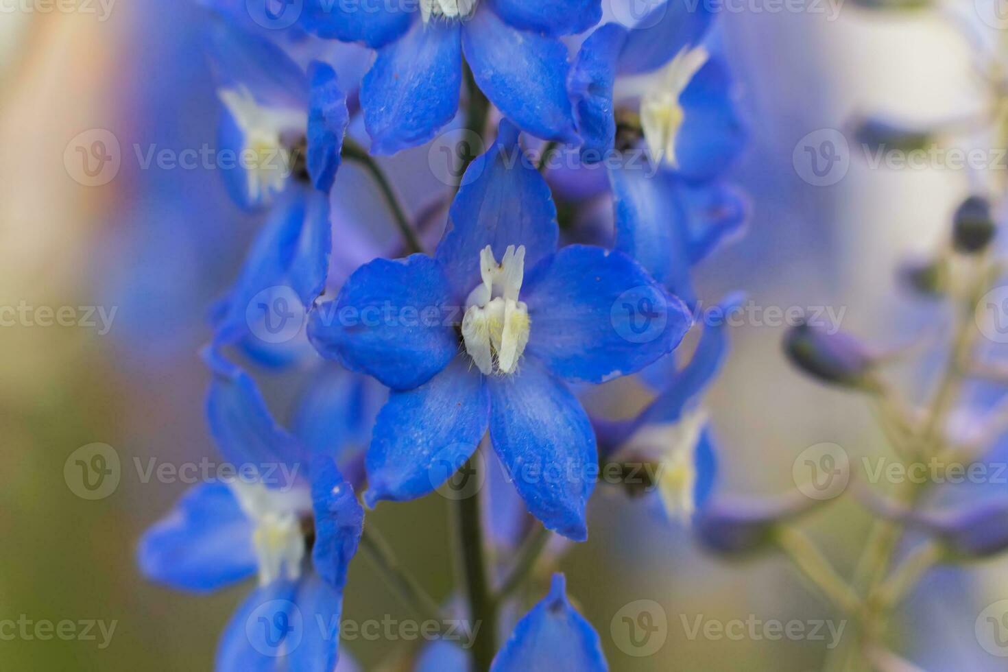 a close up of a purple flower with white petals photo