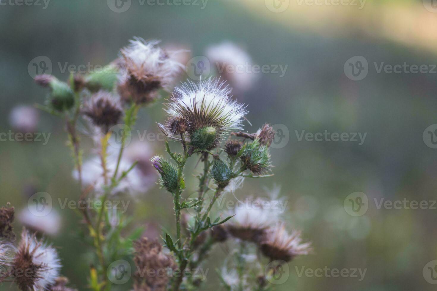 Dried inflorescences and Fluffy seeds thistle flower on a green background. Medicinal plant ecologically clean area. Floral background. photo