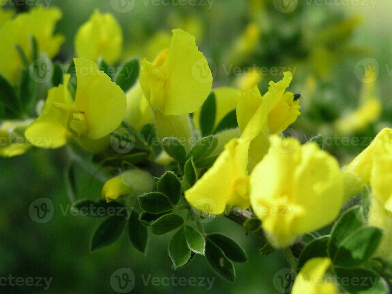 Macro photo  a yellow flower  Cytisus ratisbonensis  in the month of May.  Honey plants Ukraine. Collect pollen from flowers and buds