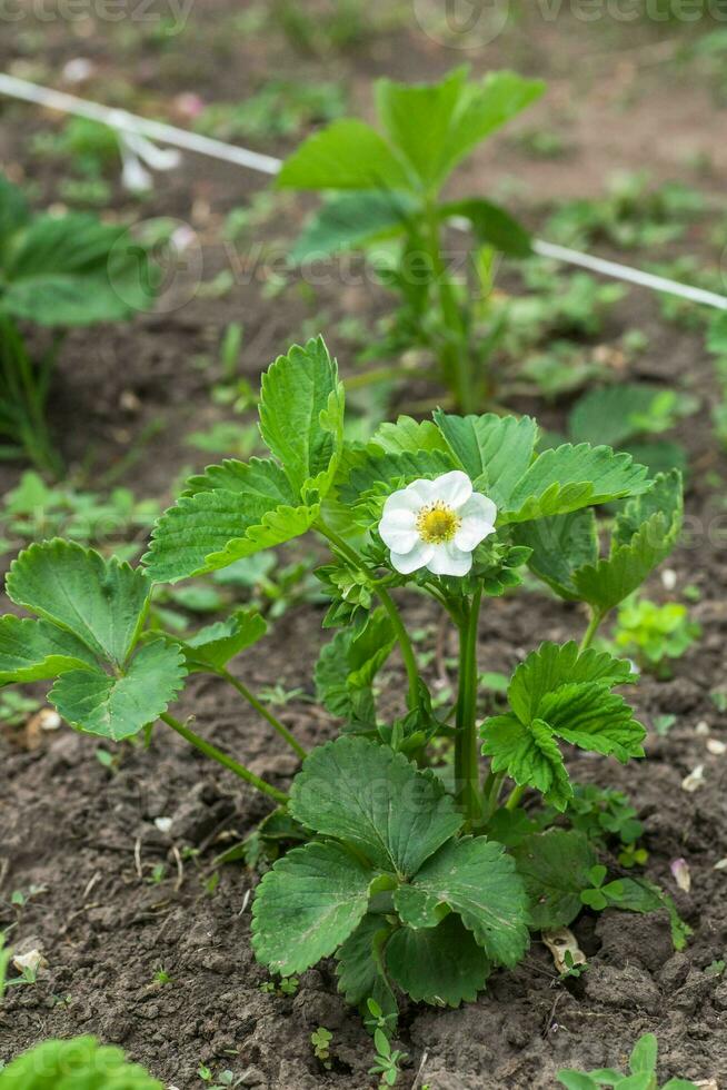 Beautiful white strawberry flower in the garden. The first crop of strawberries in the early summer. Natural background. photo