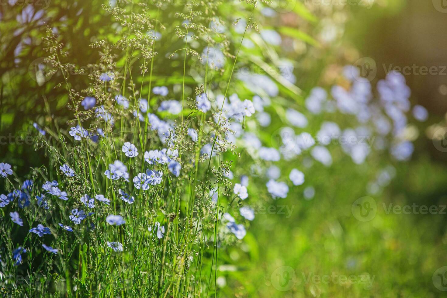 Blue large flowers of garden Linum perenne, perennial flax, blue flax or lint against sun. Decorative flax in decor of garden plot. flowerbed with classic blue flowers. photo