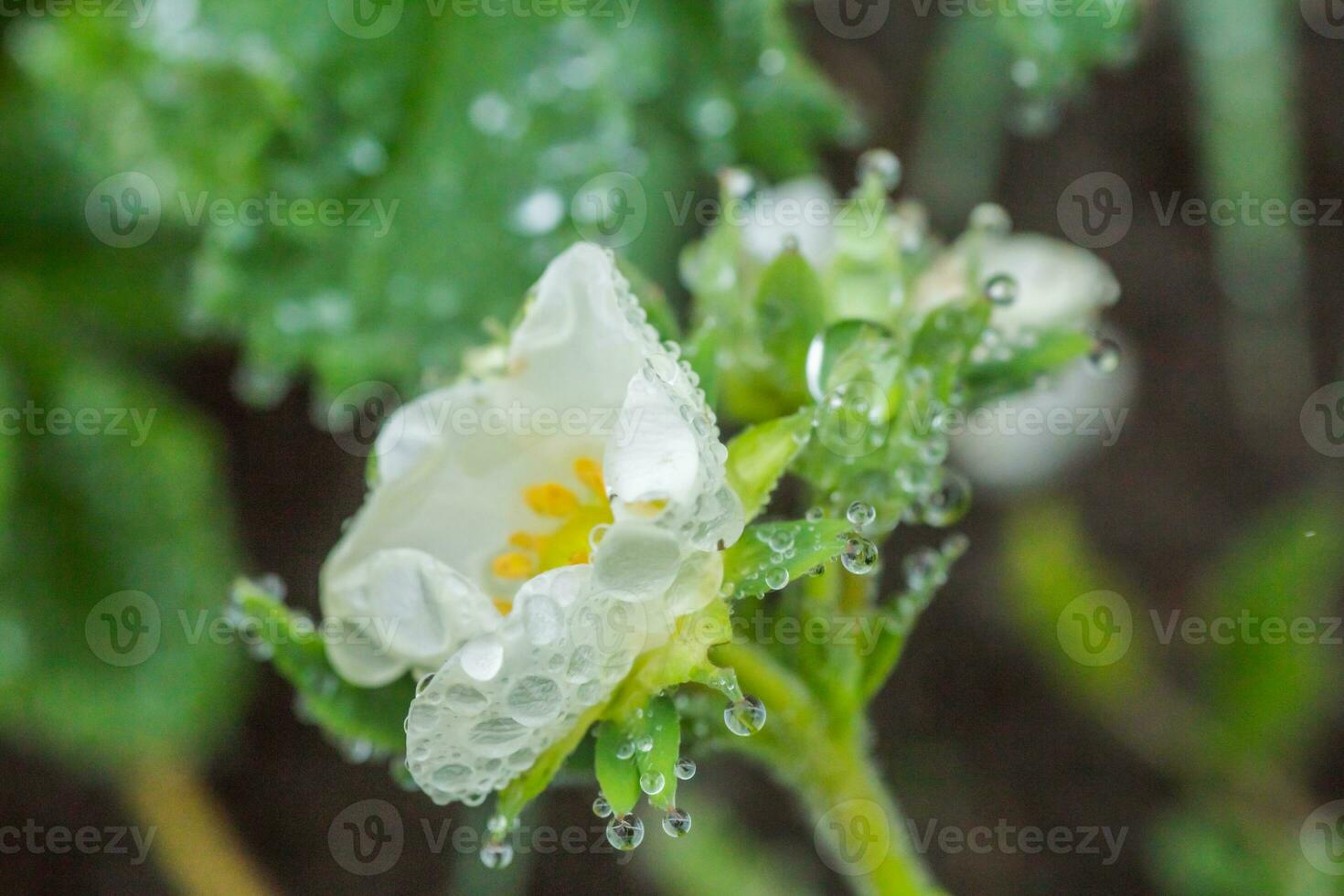 Beautiful white strawberry flower with raindrops in the garden. The first crop of strawberries in the early summer. Natural background. photo