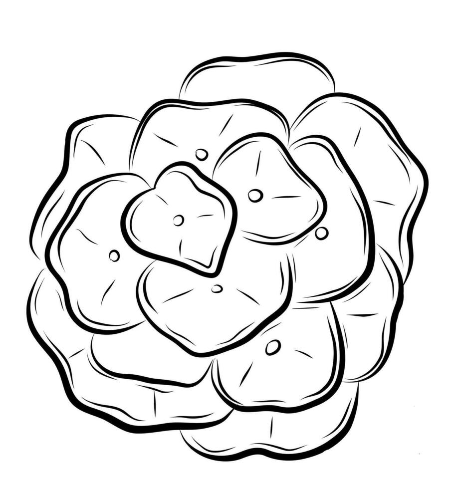 Hortensia flower in doodle style vector