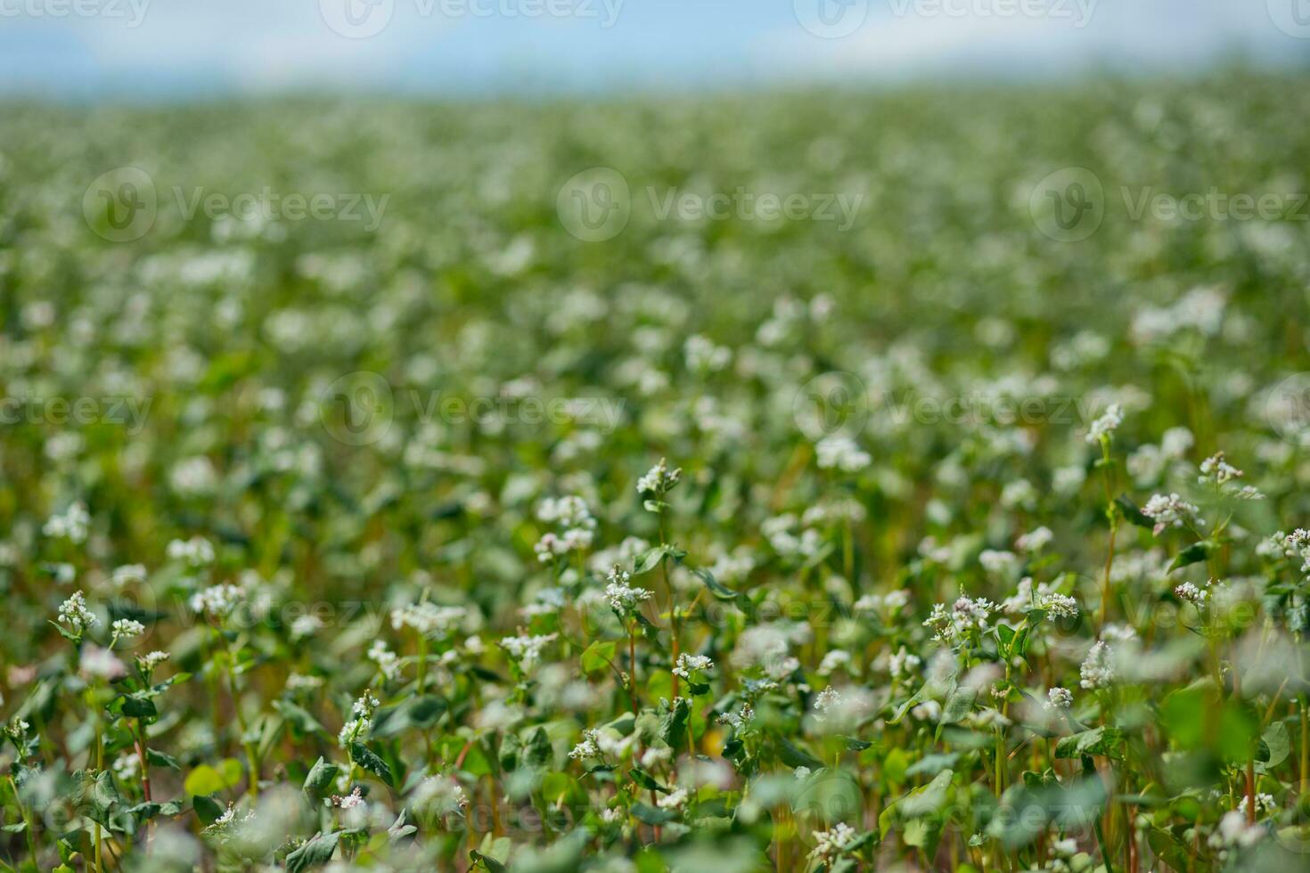 Field of buckwheat on a background of a stormy sky. Buckwheat, Fagopyrum esculentum, Japanese buckwheat and silverhull buckwheat blooming on the field. Close-up flowers of buckwheat photo