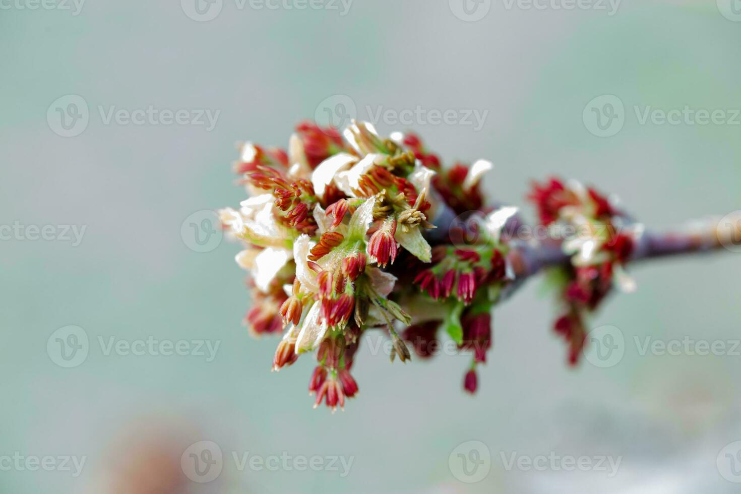 Acer negundo, Box elder, boxelder, ash-leaved and maple ash, Manitoba, elf, ashleaf maple male inflorescences and flowers on branch photo