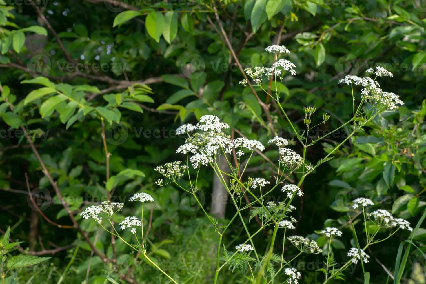 Anthriscus sylvestris, cow parsley, wild chervil, wild beaked parsley, Queen Anne's lace or keck, mother-die an edible plant used in cooking as a condiment during flowering. White small flowers collected in an umbrella with leaves and buds. photo