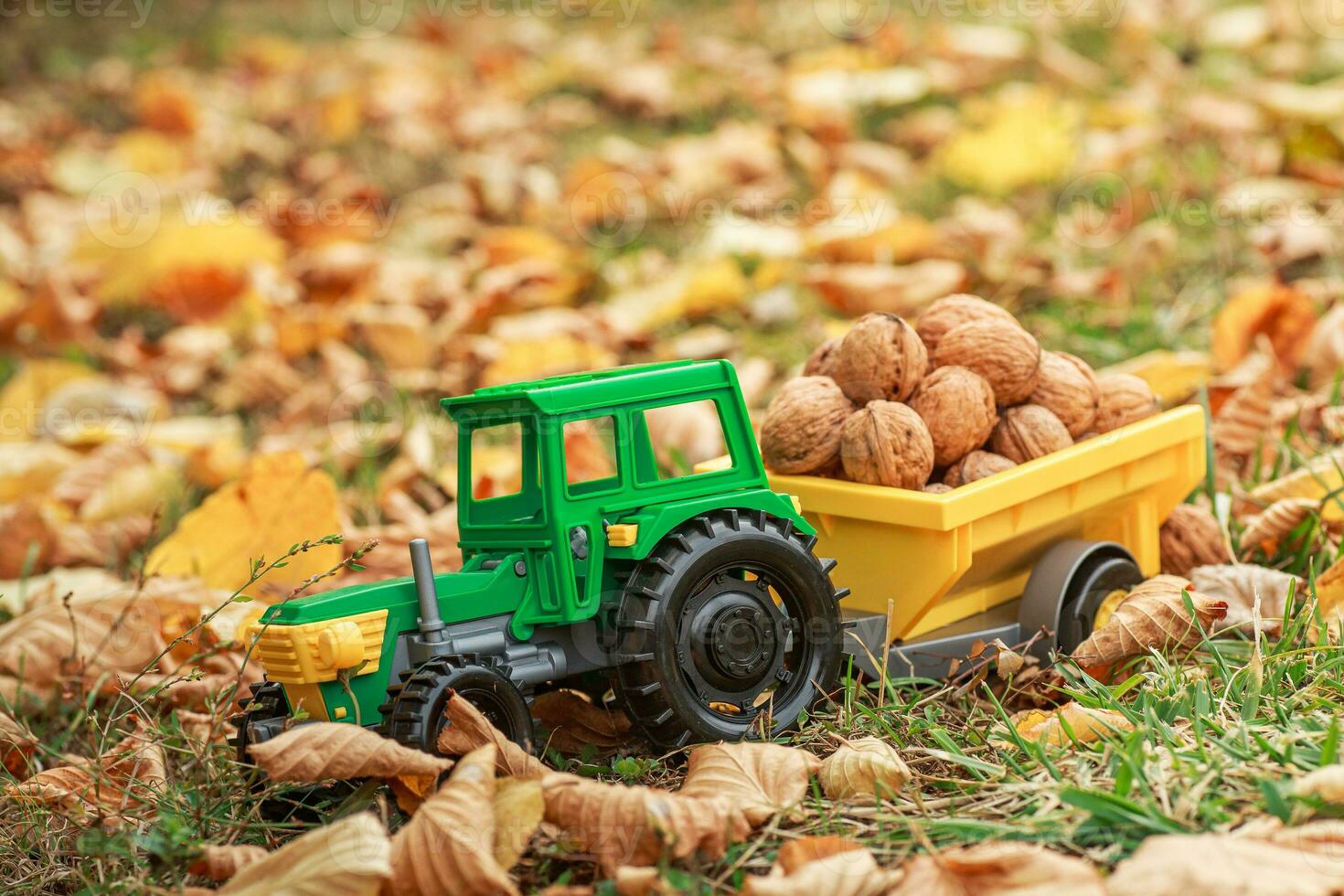 Green tractor carries nuts in the back. Toy tractor with a crop of ripe walnuts. Autumn photophone. photo