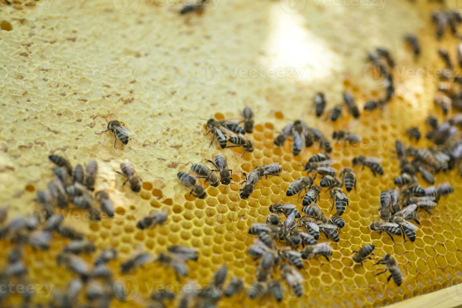 Honeycomb frame set up by bees, with lack of space for honey. Self-built insect waxed. family in the beehive. Bees in a hive on built-in wax. Honey frame. photo