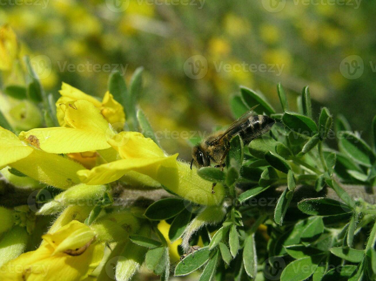 Macro photo  a yellow flower  Cytisus ratisbonensis  in the month of May.  Honey plants Ukraine. Collect pollen from flowers and buds