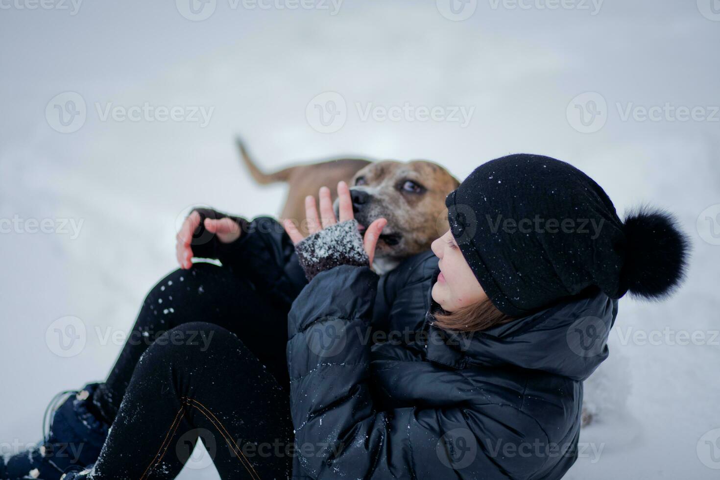 A vicious aggressive dog attacked a child lying on the ground photo