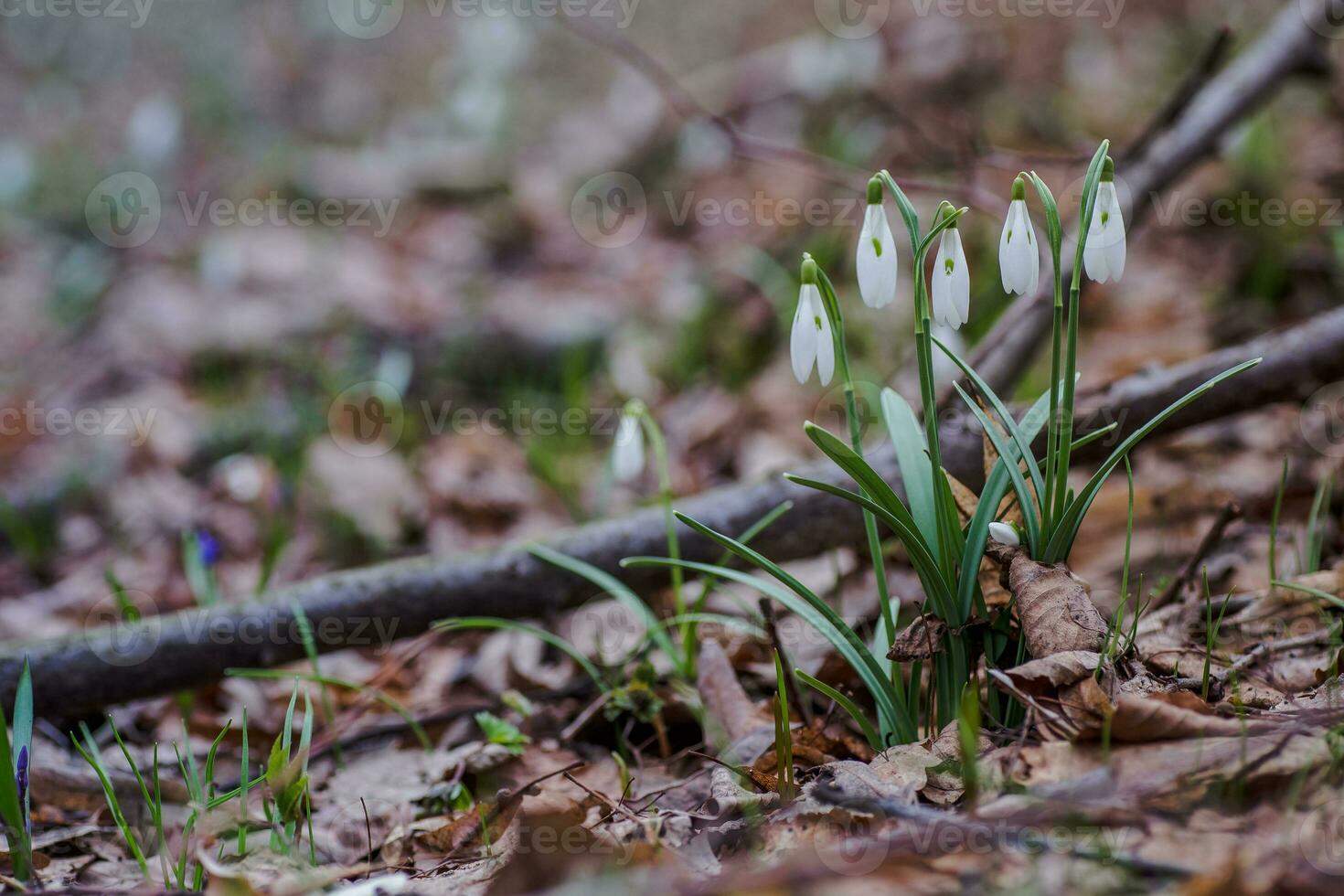 Galanthus, snowdrop three flowers against the background of trees. photo