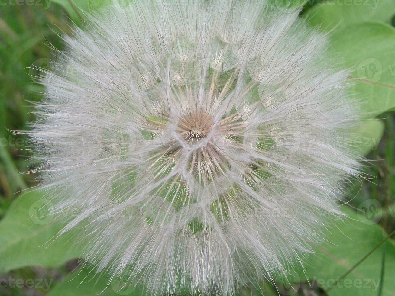 Tragopogon, goatsbeard or salsify is like a huge dandelion flowe photo