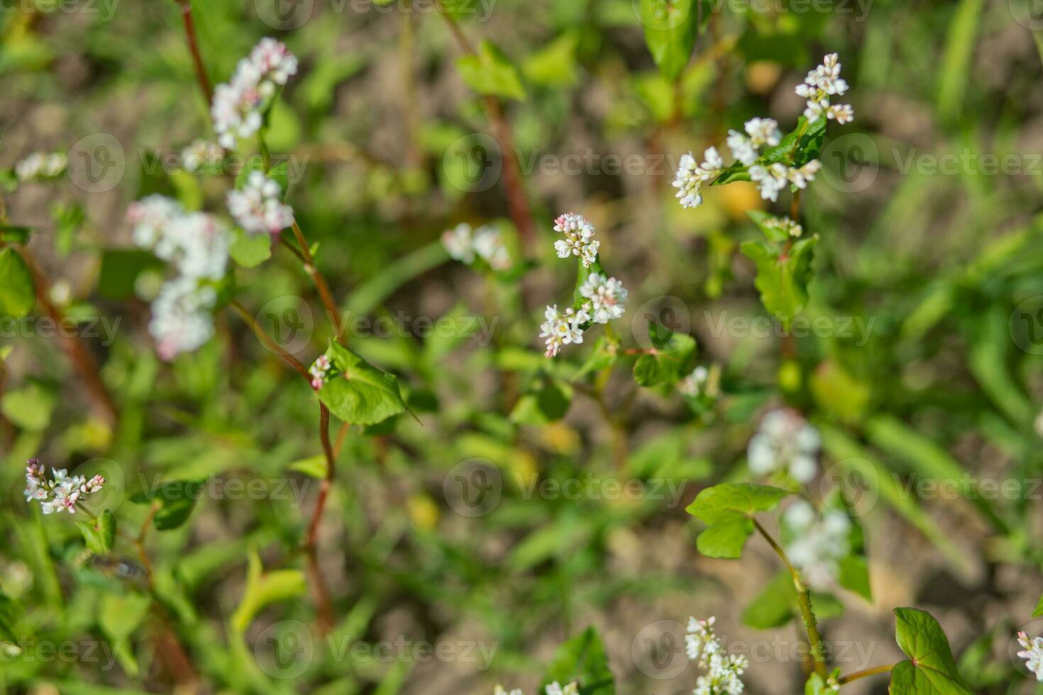 Field of buckwheat on a background of a stormy sky. Buckwheat, Fagopyrum esculentum, Japanese buckwheat and silverhull buckwheat blooming on the field. Close-up flowers of buckwheat photo