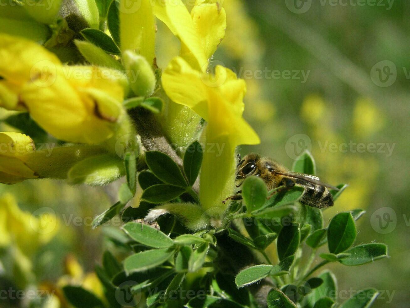 Macro photo  a yellow flower  Cytisus ratisbonensis  in the month of May.  Honey plants Ukraine. Collect pollen from flowers and buds