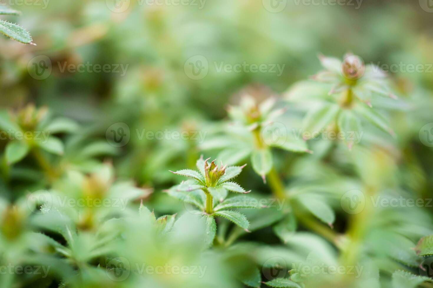Galium aparine cleavers, catchweed, stickyweed, robin-run-the-hedge, sticky willy, sticky willow, stickeljack, and grip grass use in traditional medicine for treatment. Soft focus. Film grain. photo