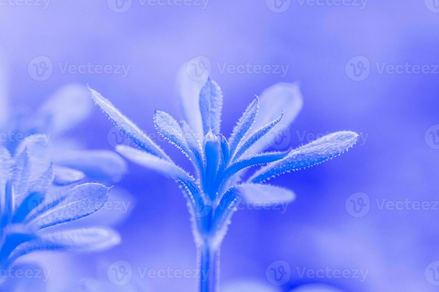 Galium aparine cleavers, clivers, goosegrass, catchweed, stickyweed, robin-run-the-hedge, sticky willy, sticky willow, stickyjack, stickeljack, and grip grass close-up In spring. Blue toning photo