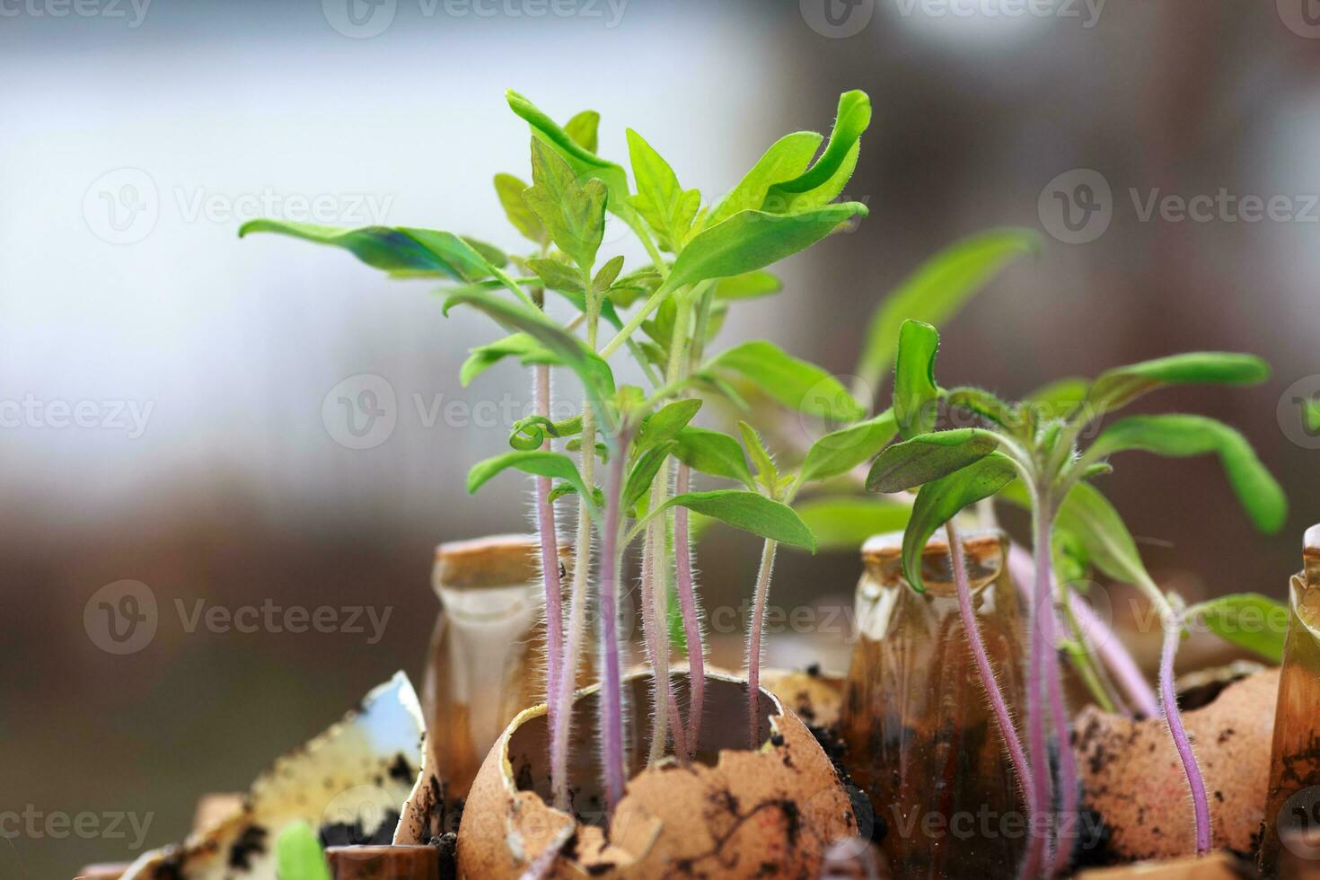 Germinated sprouts tomatoes in shell eggs. Growing sprouts of vegetables. Preparation for the garden season. photo