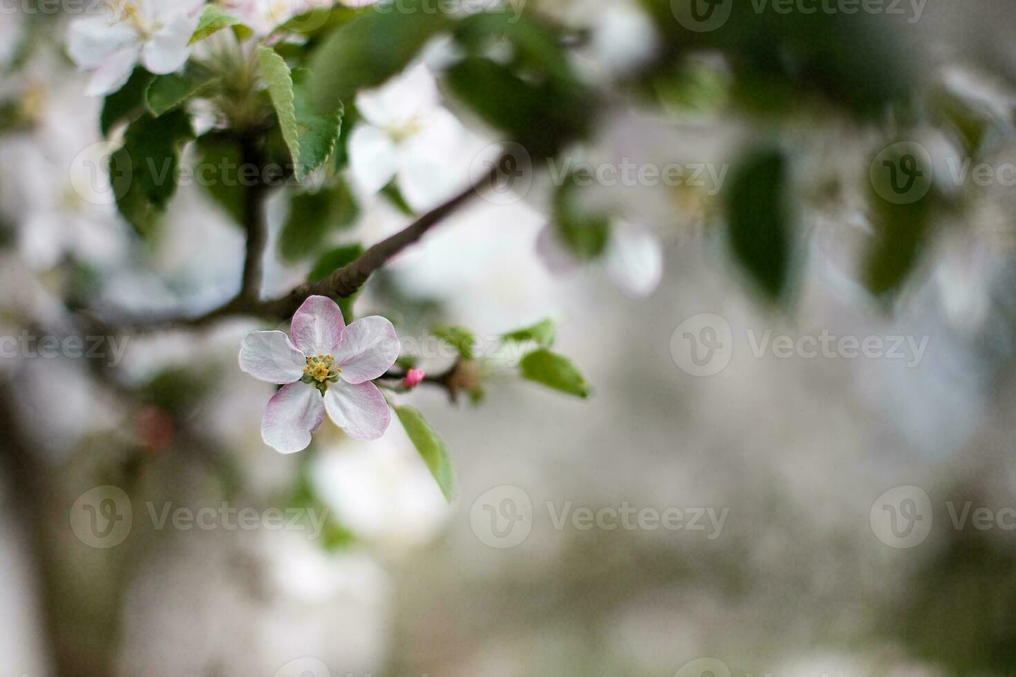 bee on a flowering apple tree photo