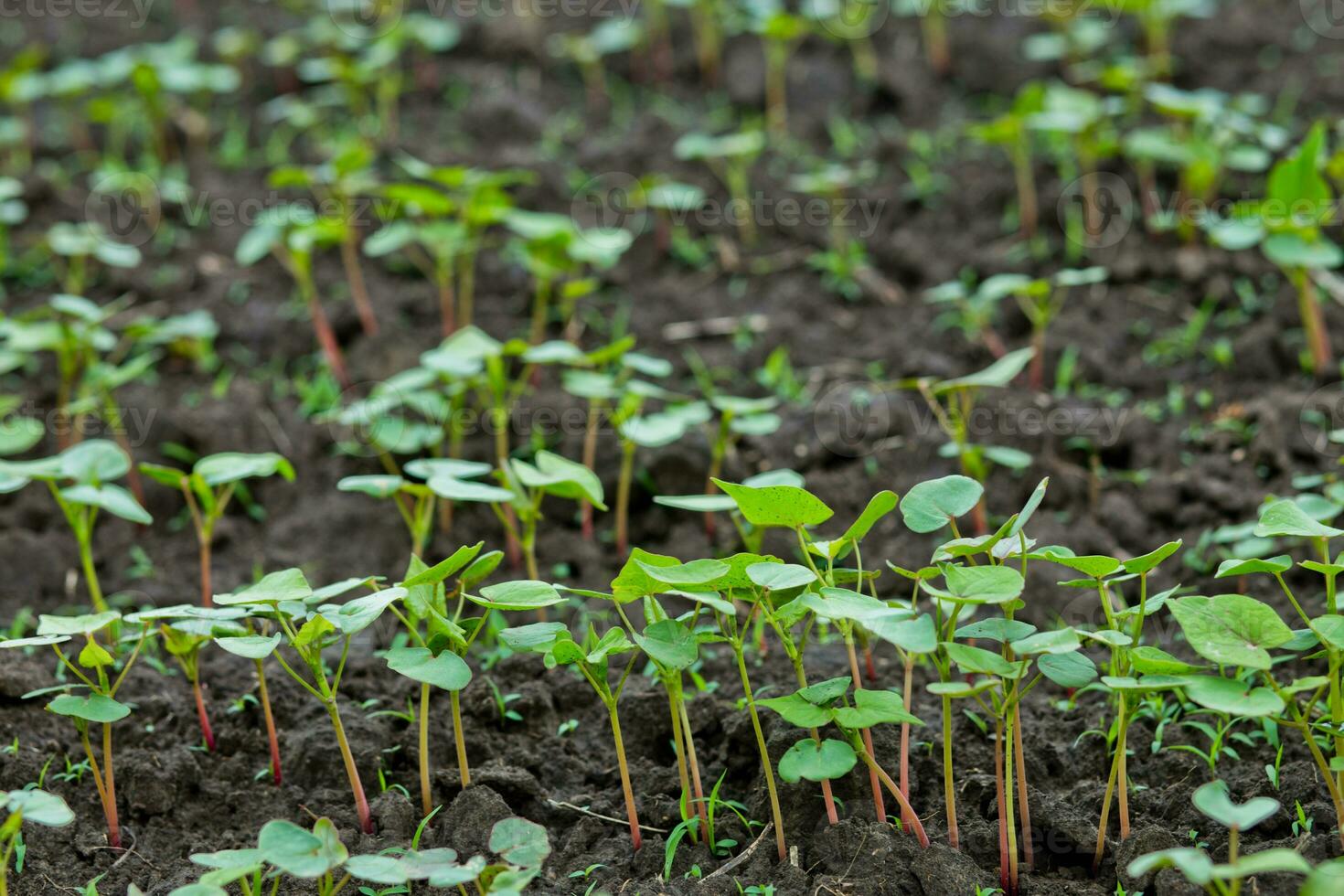 Field of sprout buckwheat on background of sky. Buckwheat, Fagopyrum esculentum, Japanese buckwheat and silverhull buckwheat on the field. photo