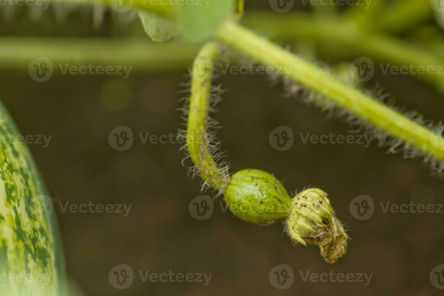 Unripe little green watermelon on a melon field among green leaves. Watermelon growing in the garden in the village. The cultivation of melons fields is a crop in the garden. photo