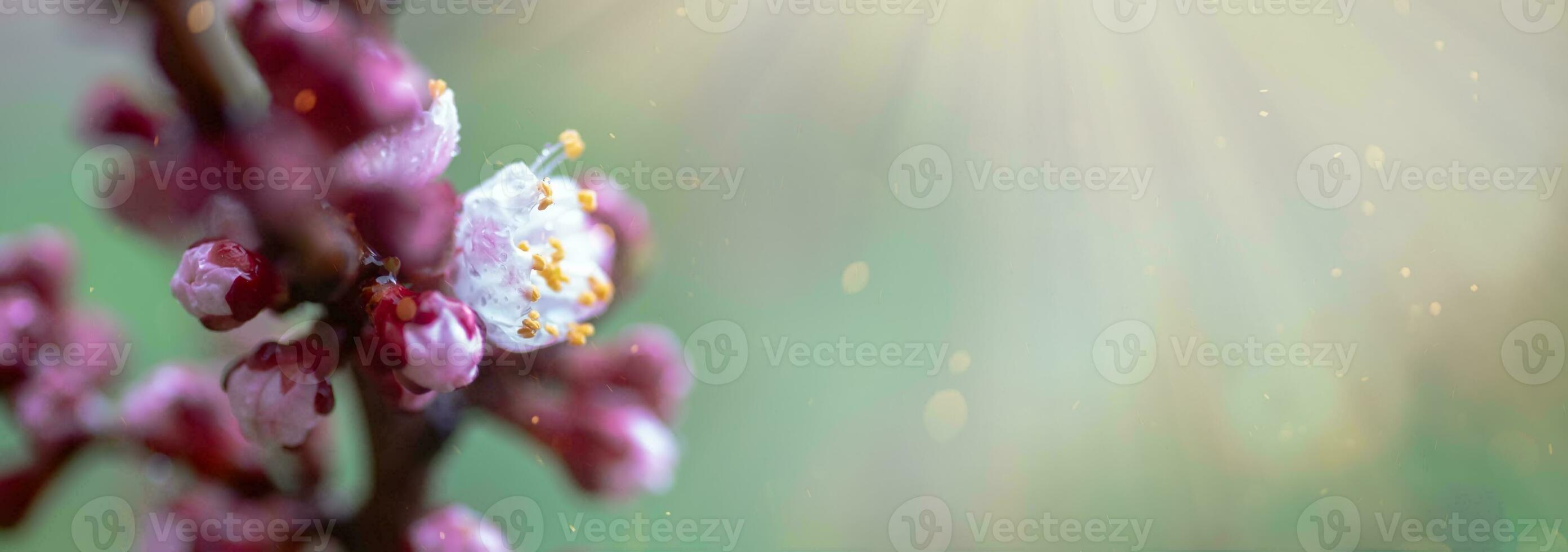 A peach blooming in the spring. Beautiful pink flower on a tree branch. A gentle spring background with sun rays and a blurred background with a copy space photo