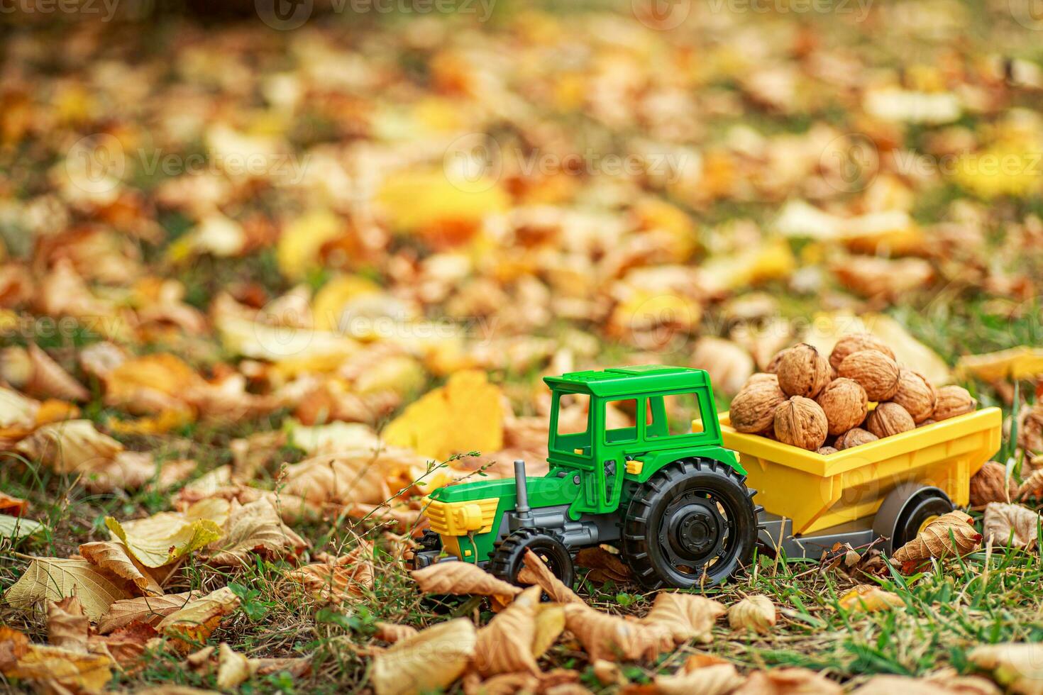 Green tractor carries nuts in the back. Toy tractor with a crop of ripe walnuts. Autumn photophone. photo