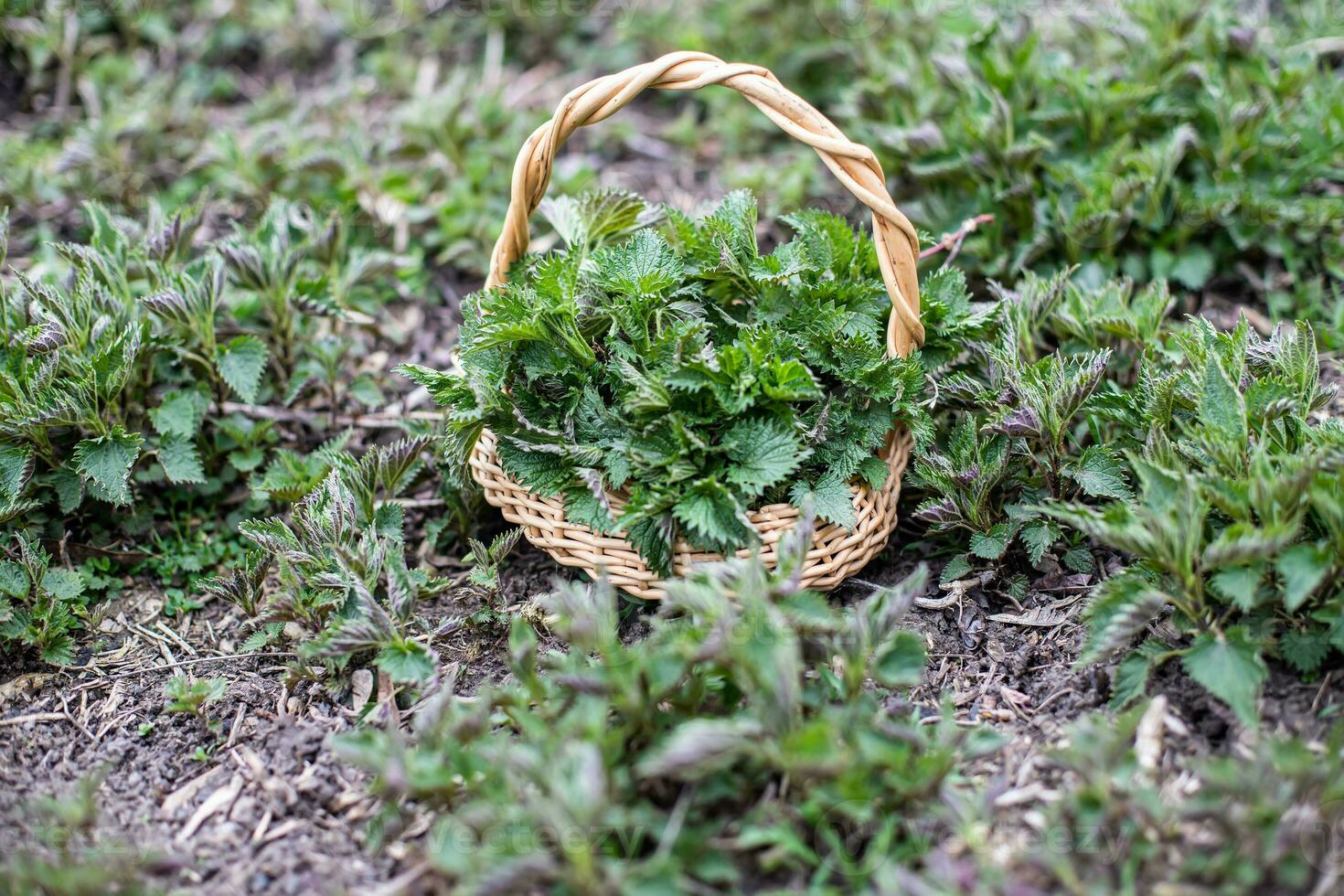 Nettle bush among growing young spring. Collection of first spring young environmentally friendly place nettles for vitamin salad. Medicinal herbs for alternative medicine. photo
