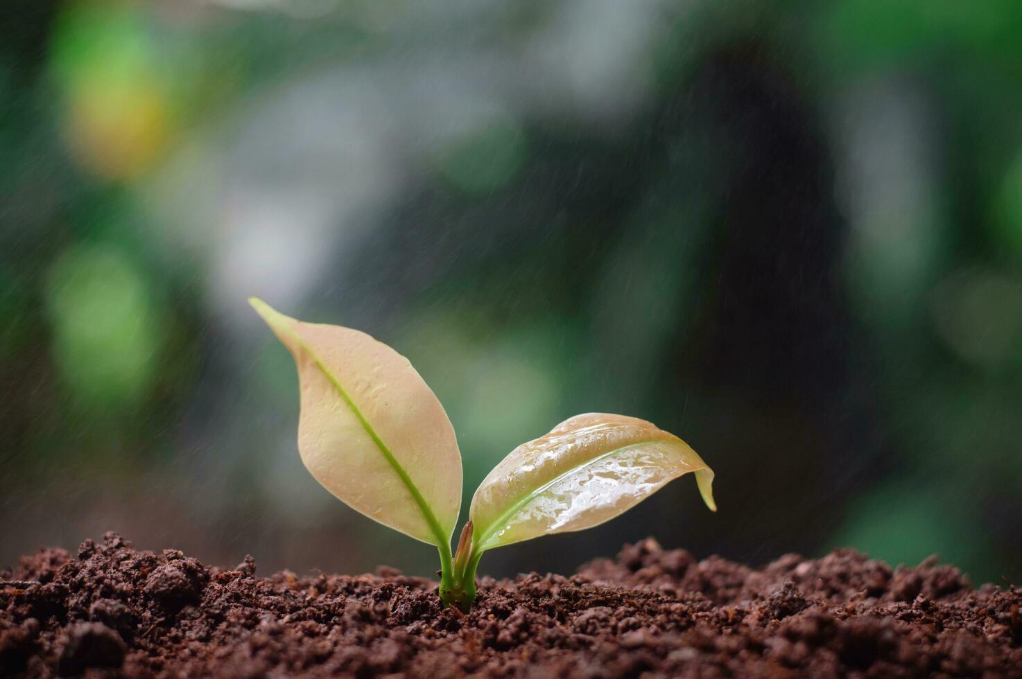 Close up of young plant growing in the soil with nature background photo