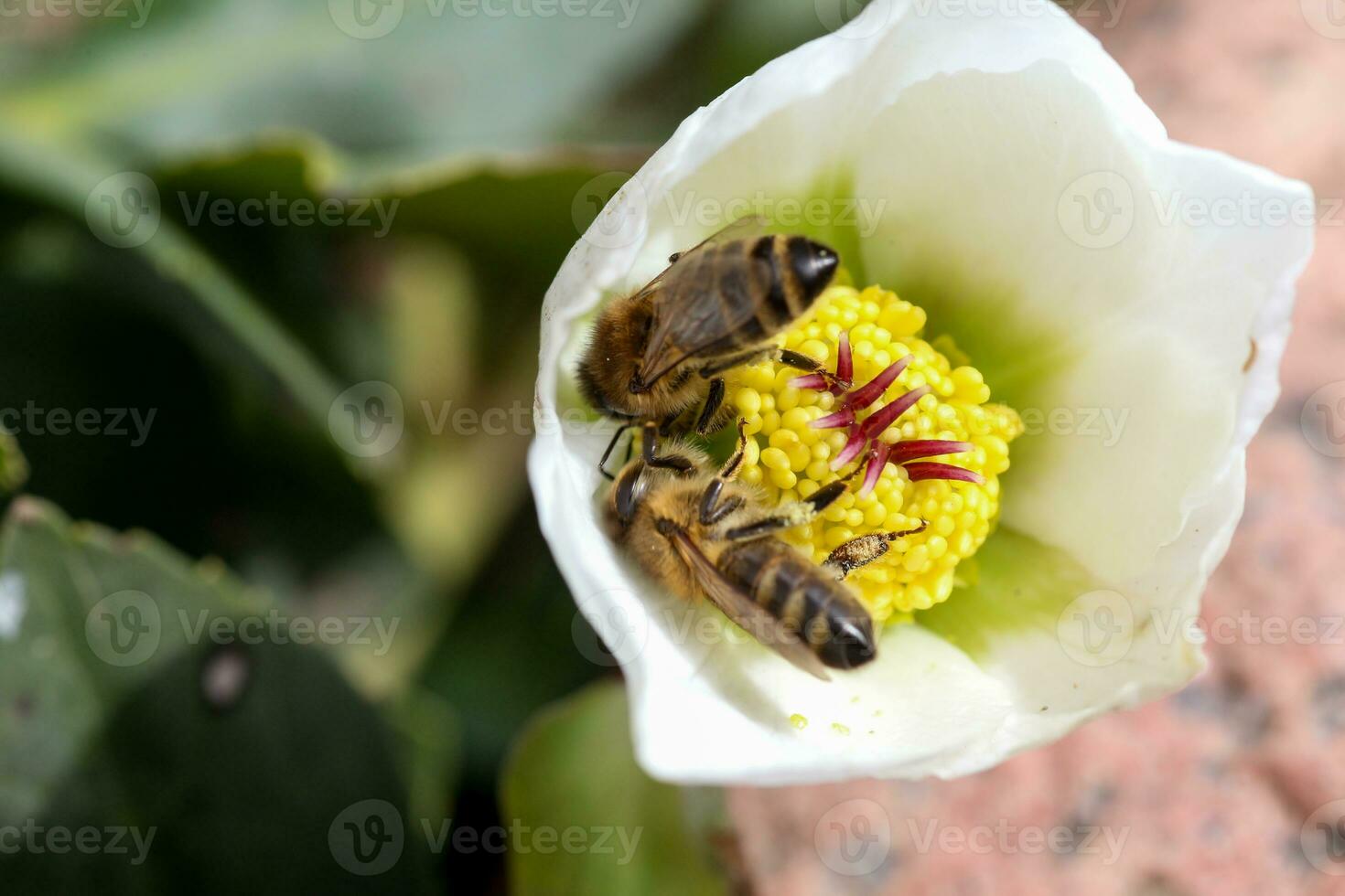 Honey bee collects nectar and pollen in early spring from hellebore, hellebores, Helleborus flowering plants in the family Ranunculaceae. photo