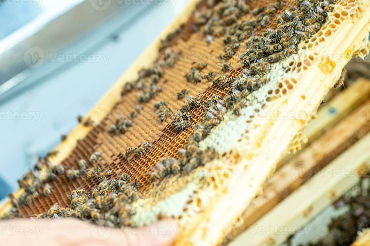 Bees on the honeycomb, top view. Honey cell with bees. Apiculture. Apiary. Wooden beehive and bees. beehive with honey bees, frames of the hive, top view. photo