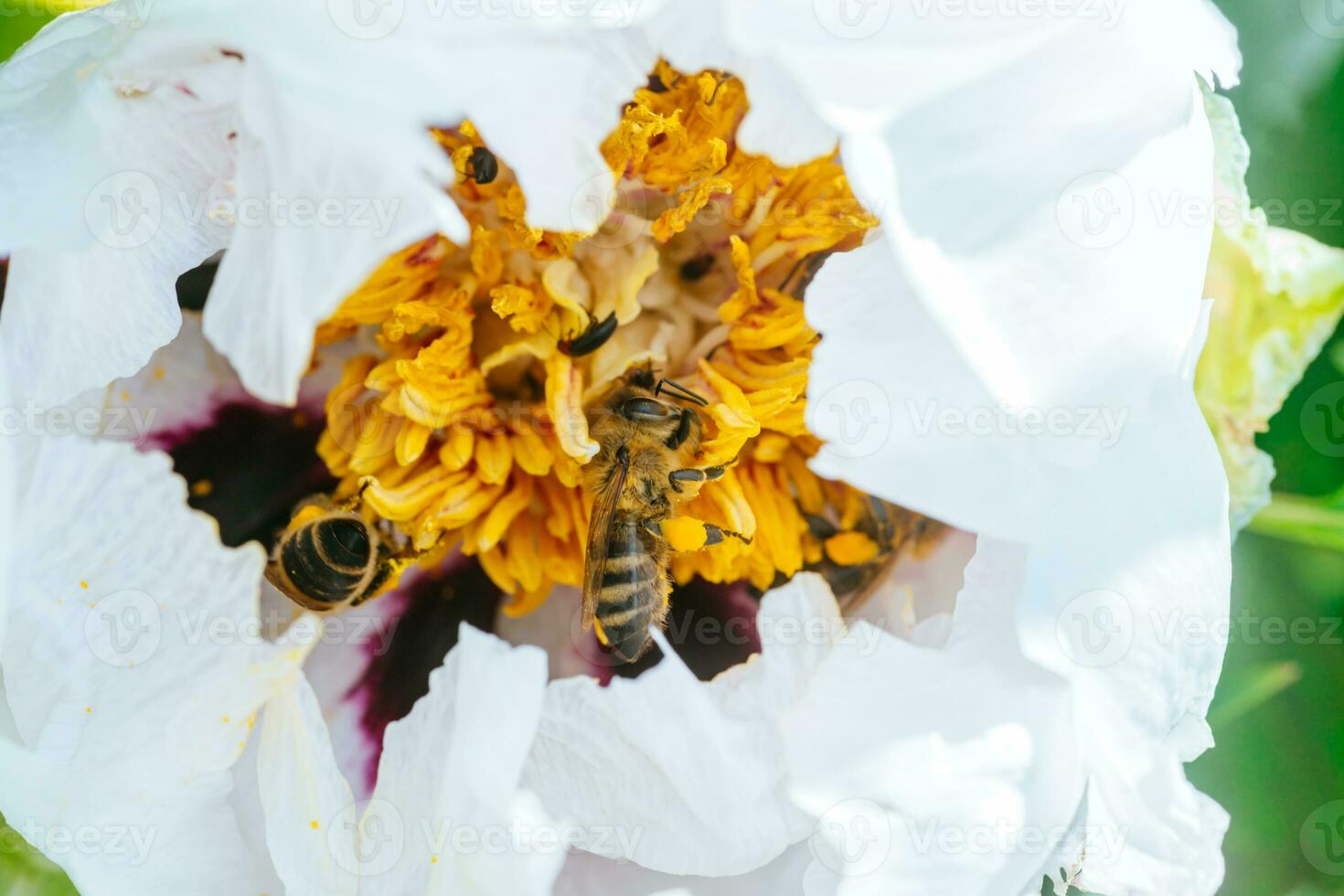 White peony, pion flower close up detail. Honey bee with curd on stained peon stamens. Bees collect pollen from Paeonia suffruticosa, tree peony or paeony flower. many bees inside flower. photo
