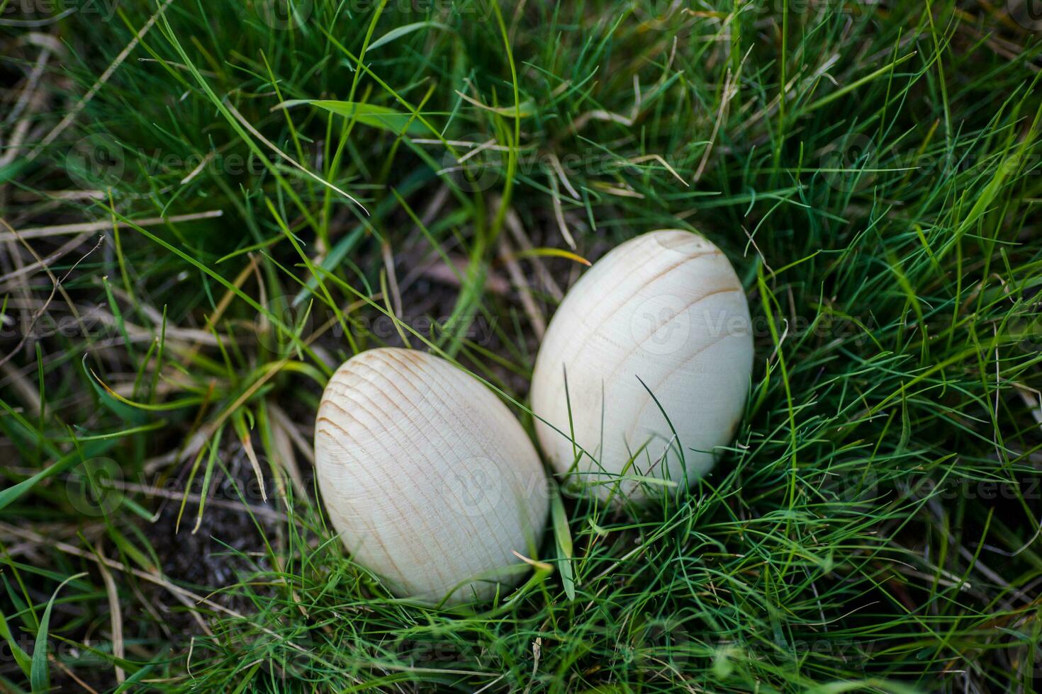 Two white Easter eggs with a branch of apricot in green grass. Easter background. Search for eggs at Easter. photo