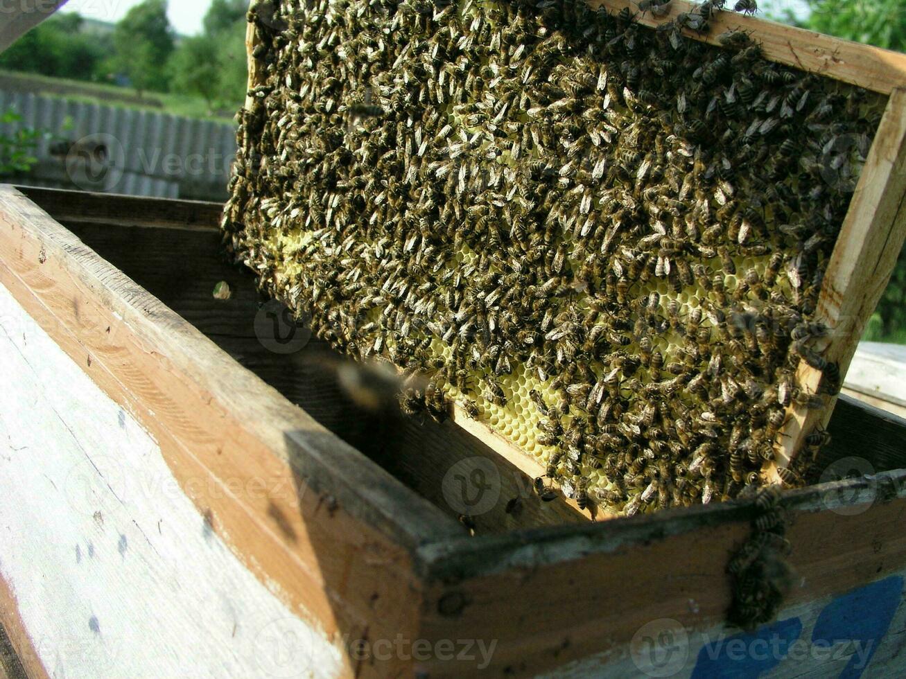 Colmena con colmenas en cuales allí son lote de abejas. abejas cubrir foto
