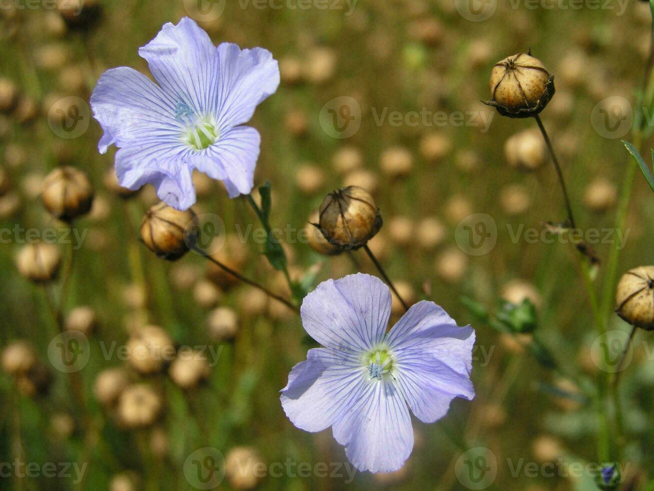 Linum, flax purple flowers on the field. photo