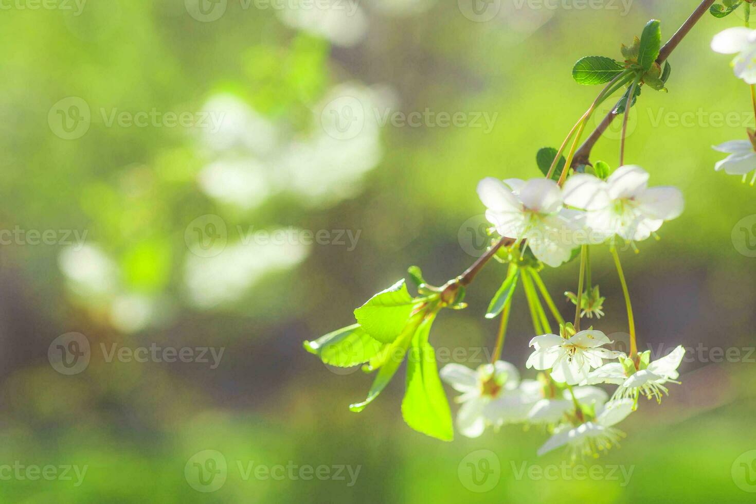 White with pink flowers of the cherry blossoms on a spring day in the park photo