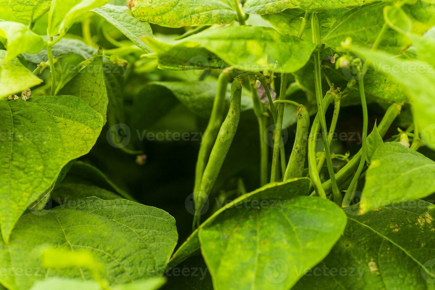 Flowers of green bean on a bush. French beans growing on the field. Plants of flowering string beans. snap beans slices. haricots vert close up. photo