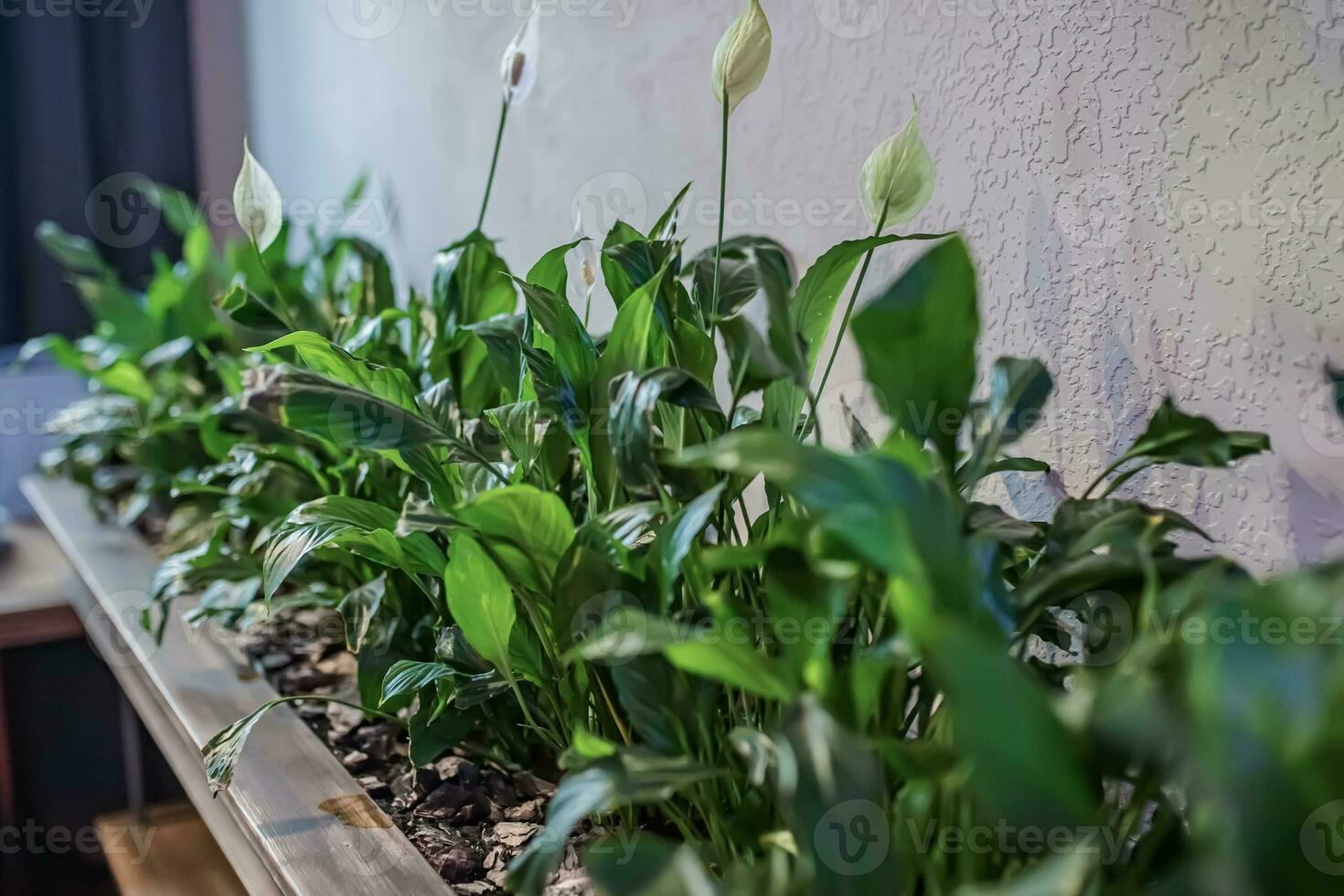 Spathiphyllum floribundum Peace Lily Houseplant Different house plants on counters photo