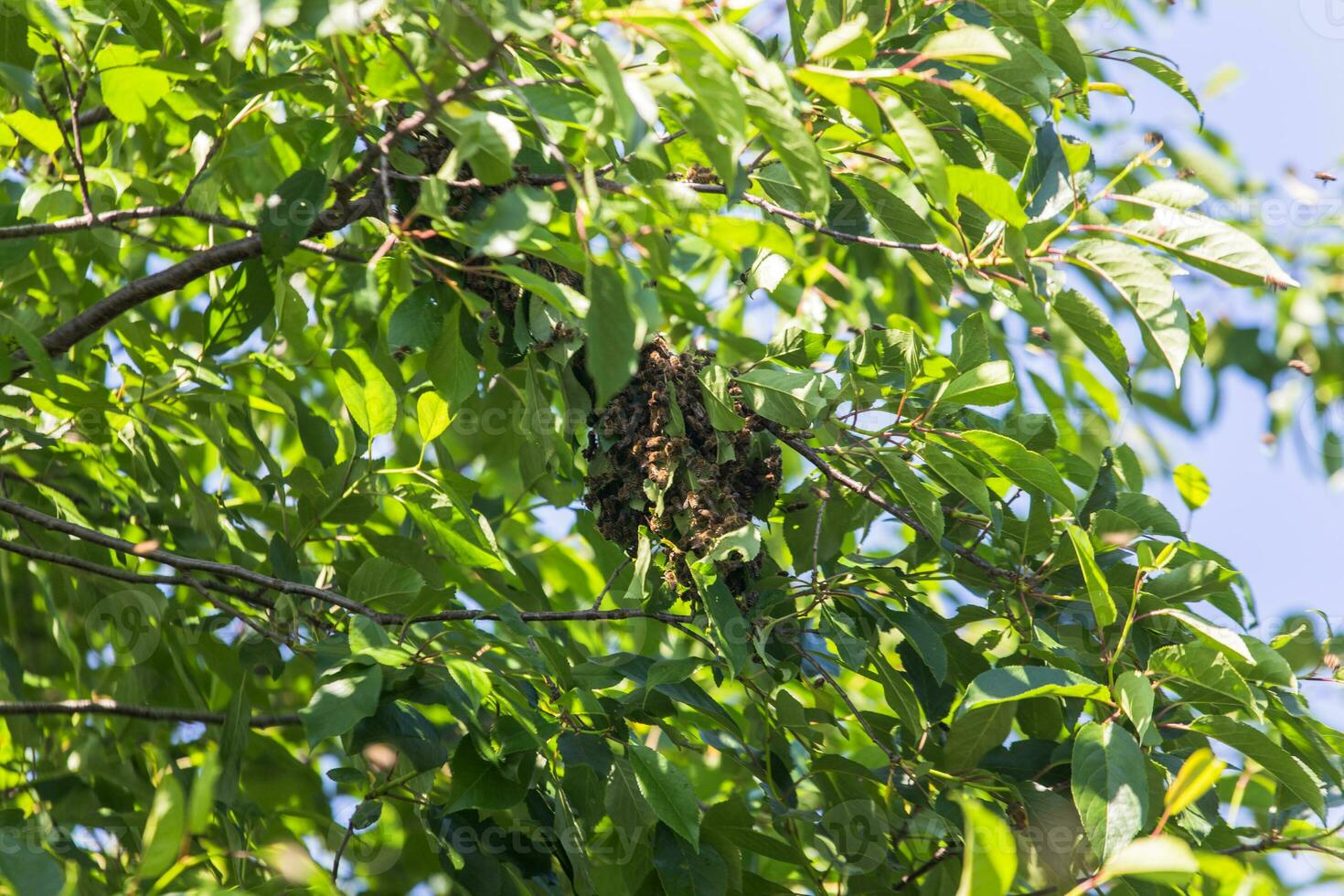 swarm of bees on a tree branch. small bee swarm on a cherry branch in the garden near the apiary. photo