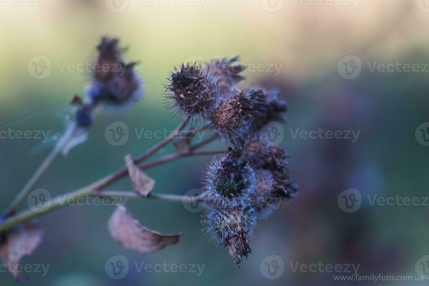 Withered flowers Carduus or plumeless thistles purple flower close-up on thorns background. photo