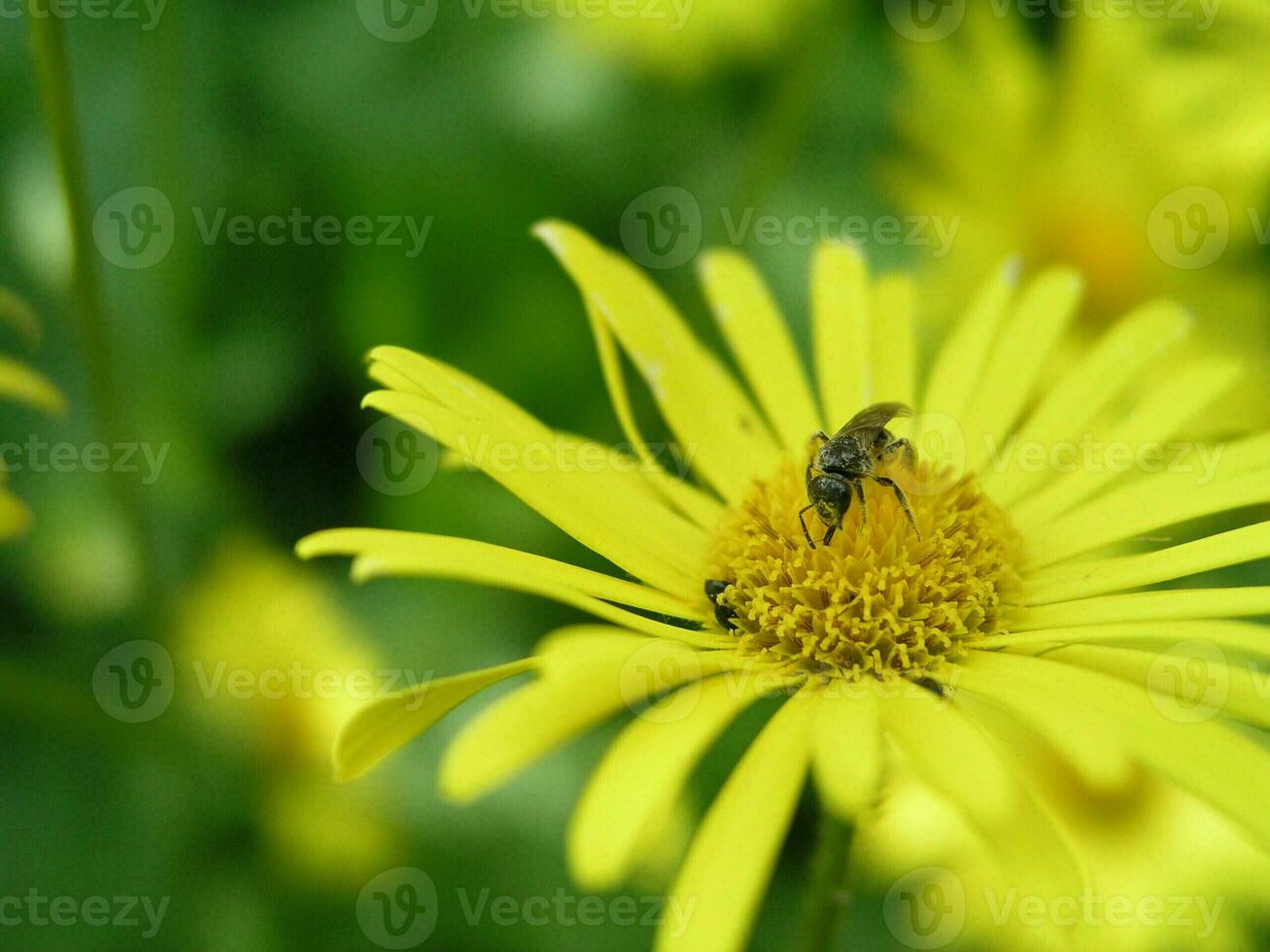 A bee collects nectar from a yellow flower Doronicum grandiflorum in the month of May. Honey plants Ukraine. Collect pollen from flowers and buds photo