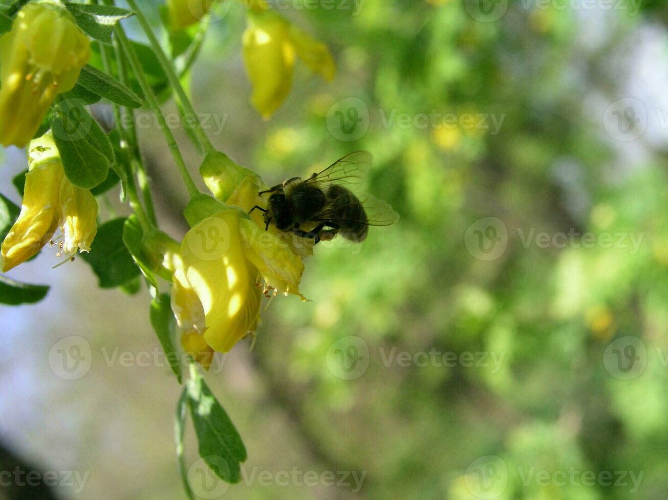 A bee collects nectar from a yellow flower shrub Caragana arborescens  in the month of May.  Honey plants Ukraine. Collect pollen from flowers and buds photo