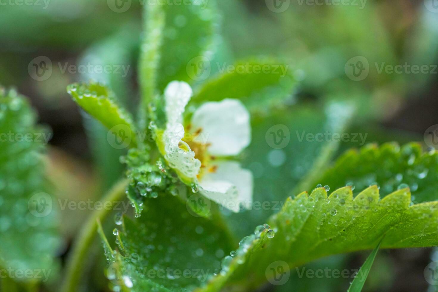 Beautiful white strawberry flower with raindrops in the garden. The first crop of strawberries in the early summer. Natural background. photo