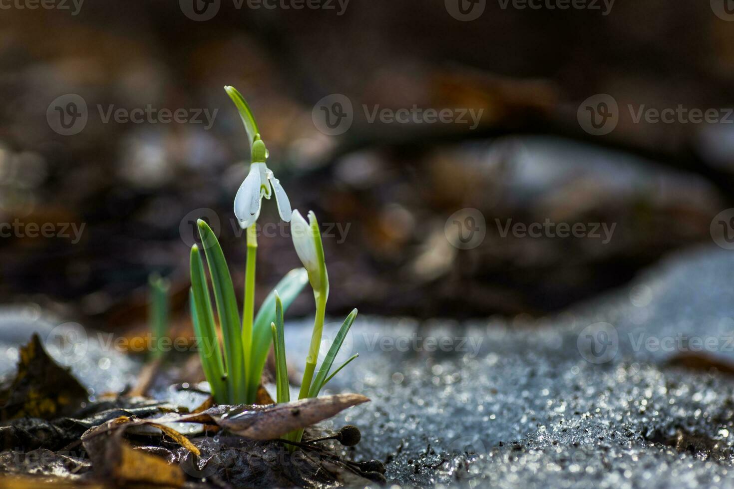 el primero primavera flores blanco campanillas en el bosque iluminar foto
