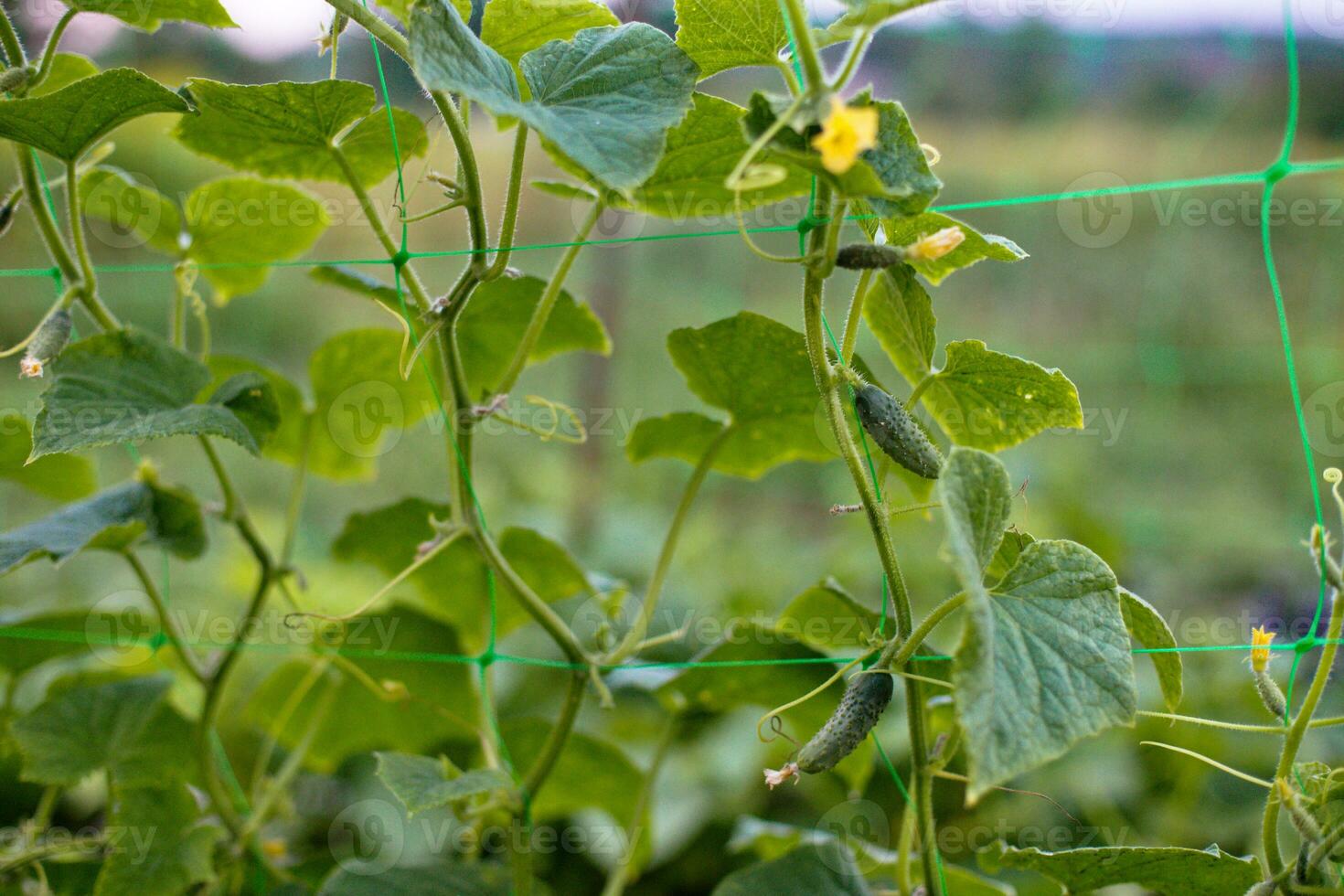 Top cucumber Cucumis sativus sprout with young leaves and antennaeCucumber in garden is tied up on trellis. photo