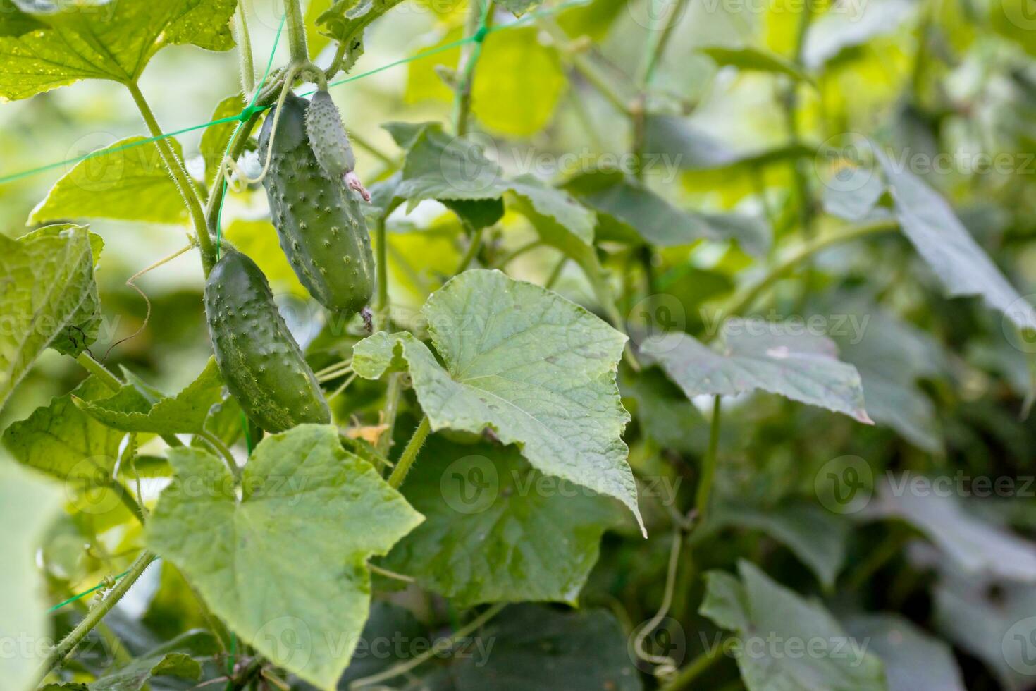 Two green ripe cucumbers on a bush among the leaves. Cucumber on the background of the garden. photo