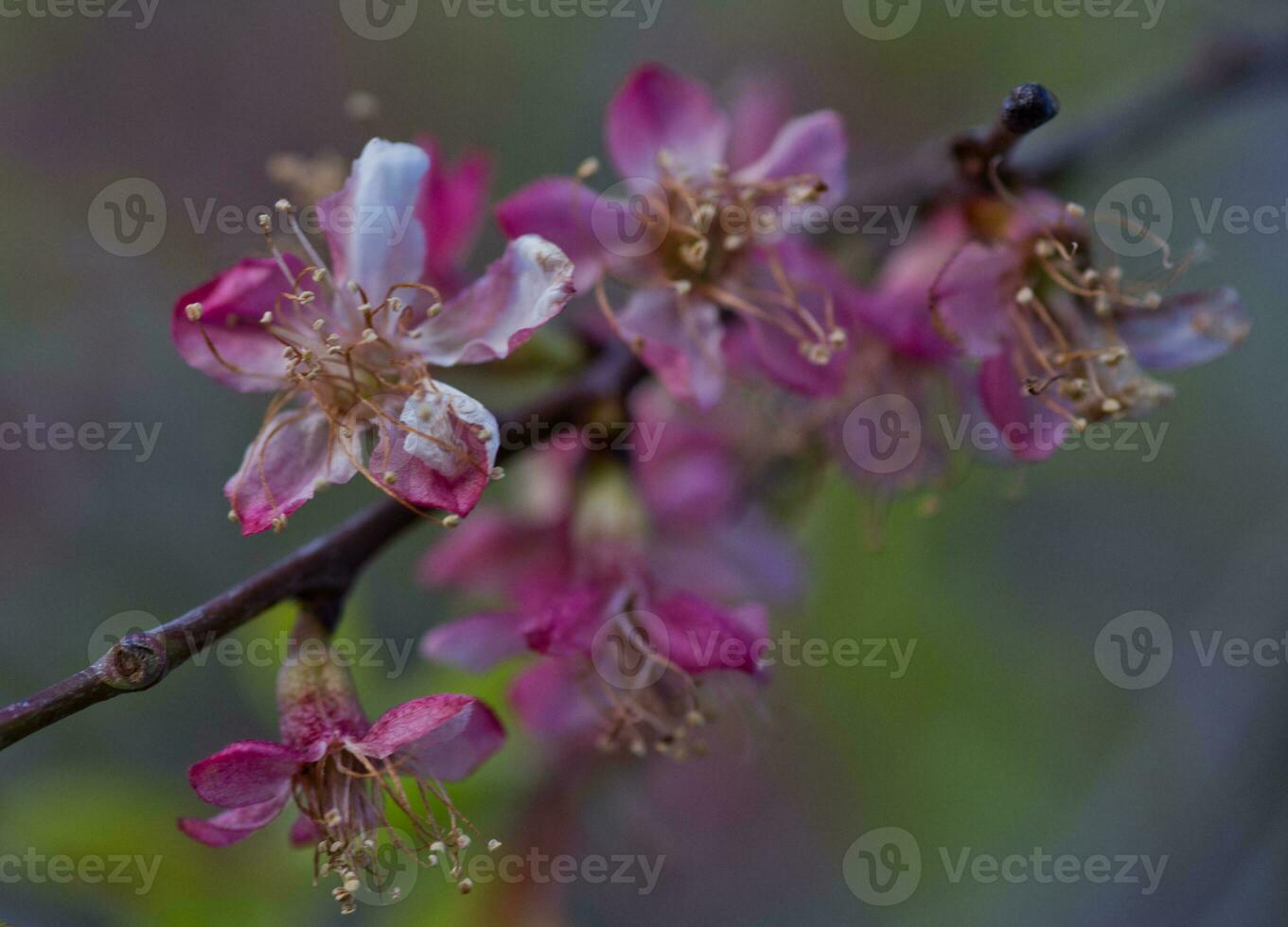 Withered apricot flowers in spring. Pink petals of dried flowers on the bush. Future harvest. photo