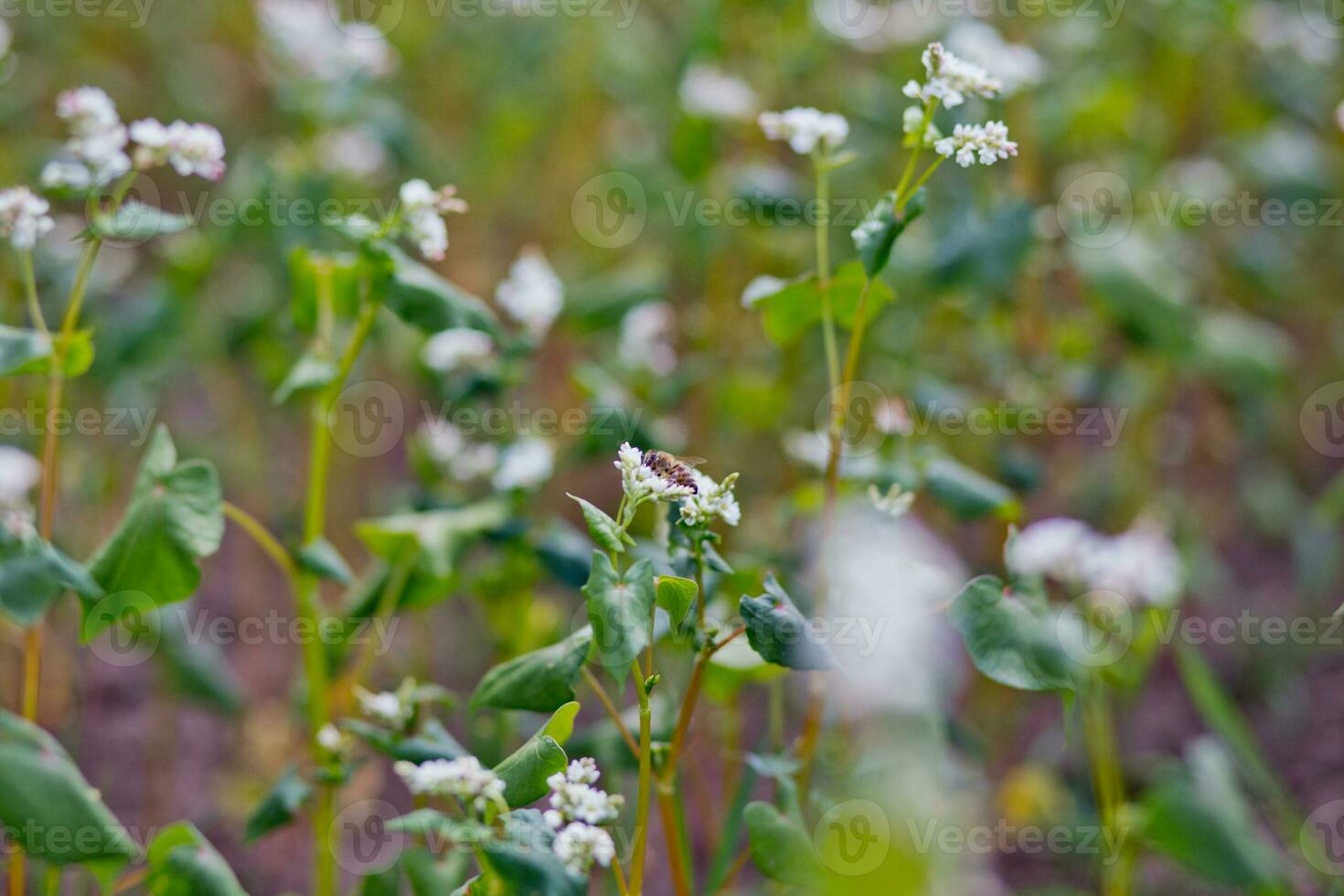Field of buckwheat on a background of a stormy sky. Buckwheat, Fagopyrum esculentum, Japanese buckwheat and silverhull buckwheat blooming on the field. Close-up flowers of buckwheat photo