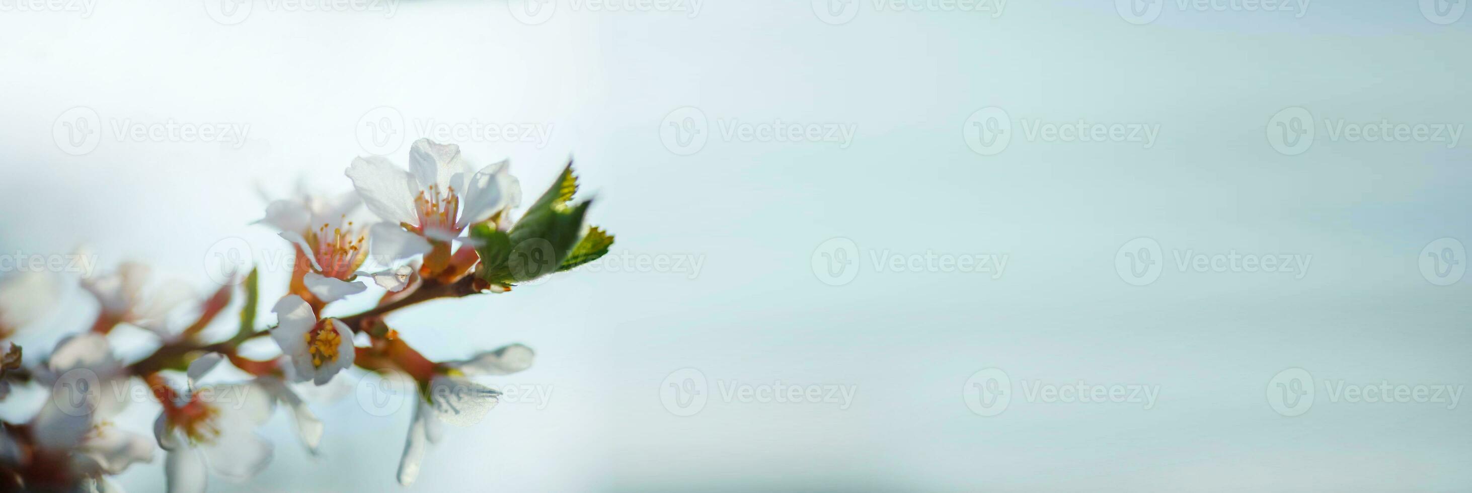 flower of Nanking cherry Prunus tomentosa photo