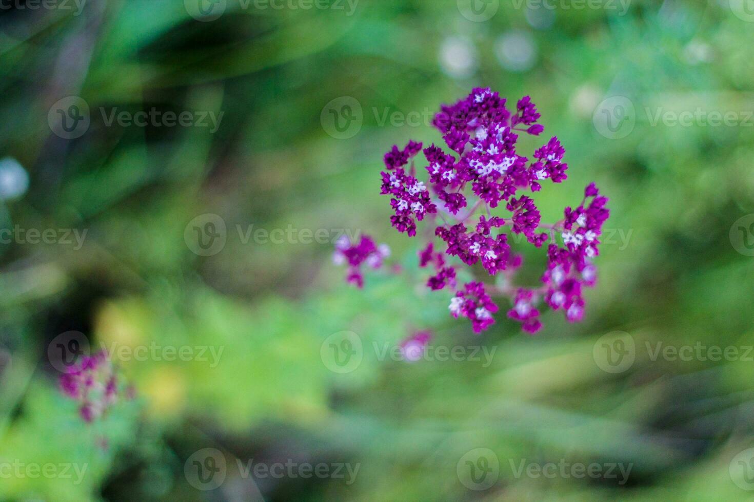 Purple flowers Origanum vulgare photo